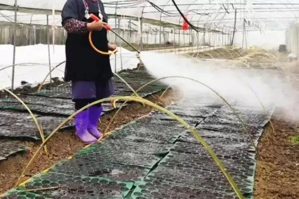 冬瓜种子的挑选方法,冬瓜种子如何挑选看包装和外观吗插图3 冬瓜种子的挑选方法,冬瓜种子如何挑选看包装和外观吗插图3