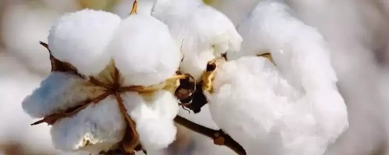 高抗棉铃虫华棉5号棉花品种特性全面大揭秘-会东网