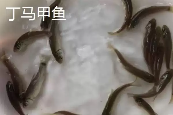 山东省临沭县有何特产及市场声誉？插图10
