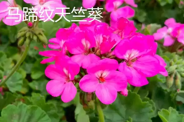 常见的天竺葵有哪些品种呢,常见的天竺葵品种插图3 常见的天竺葵有哪些品种呢,常见的天竺葵品种插图3