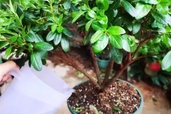 杜鹃花花期的养护方法,杜鹃花的花期如何进行养护管理插图1 杜鹃花花期的养护方法,杜鹃花的花期如何进行养护管理插图1