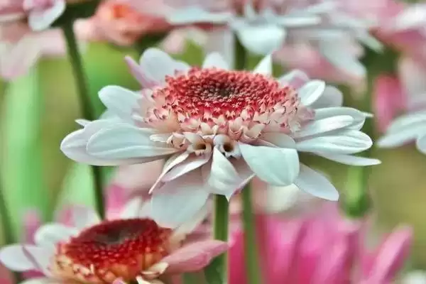 非洲菊植物简介,非洲菊是一种怎样的多年生草本植物插图1 非洲菊植物简介,非洲菊是一种怎样的多年生草本植物插图1