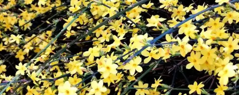 冬天迎春花的浇水方式,冬天迎春花的浇水方式有何要求-会东网