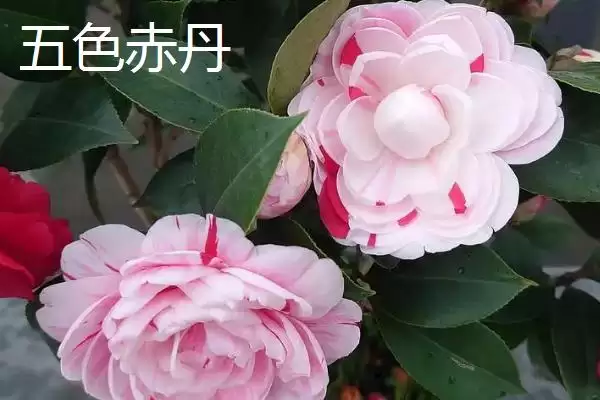 茶花树苗的价格是多少钱及情况呢,茶花树苗的价格插图2 茶花树苗的价格是多少钱及情况呢,茶花树苗的价格插图2
