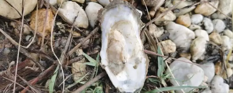 北海生蚝的产地在什么地方呢,北海生蚝产于哪里插图 北海生蚝的产地在什么地方呢,北海生蚝产于哪里插图