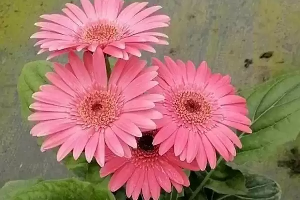 非洲菊病毒病防治,非洲菊病毒病的原因及防治方法有哪些插图2 非洲菊病毒病防治,非洲菊病毒病的原因及防治方法有哪些插图2