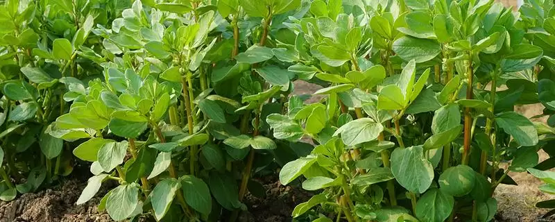 种植蚕豆行距30厘米株距多少?-会东网