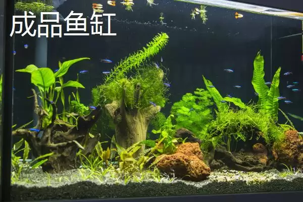 成品鱼缸与裸缸相比有何优缺点,成品鱼缸与裸缸对比插图1 成品鱼缸与裸缸相比有何优缺点,成品鱼缸与裸缸对比插图1