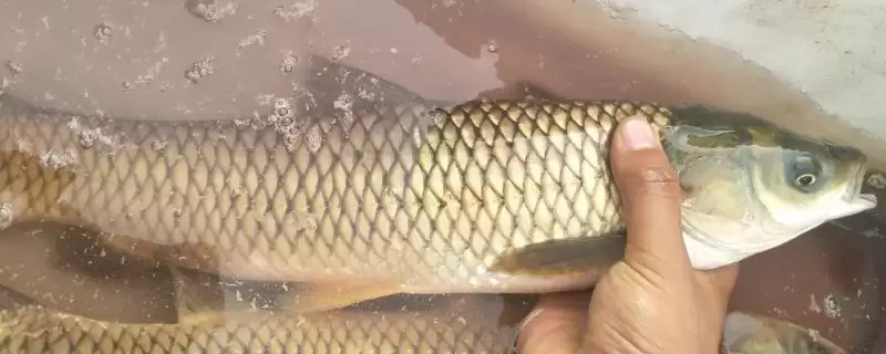 草鱼比鲤鱼贵的原因是什么呢,草鱼比鲤鱼贵的原因插图 草鱼比鲤鱼贵的原因是什么呢,草鱼比鲤鱼贵的原因插图