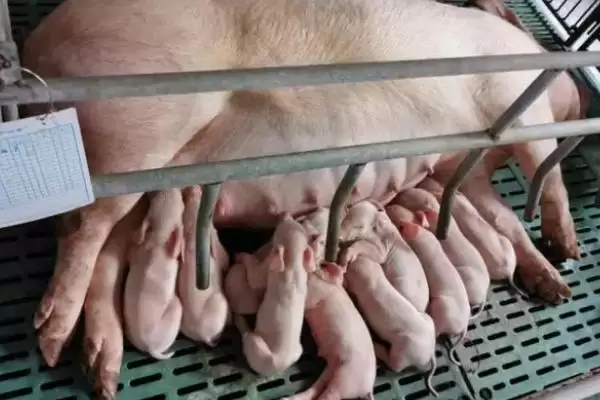 哺乳母猪摄食量少的原因是什么呢,哺乳母猪的摄食量为什么比较少插图2 哺乳母猪摄食量少的原因是什么呢,哺乳母猪的摄食量为什么比较少插图2