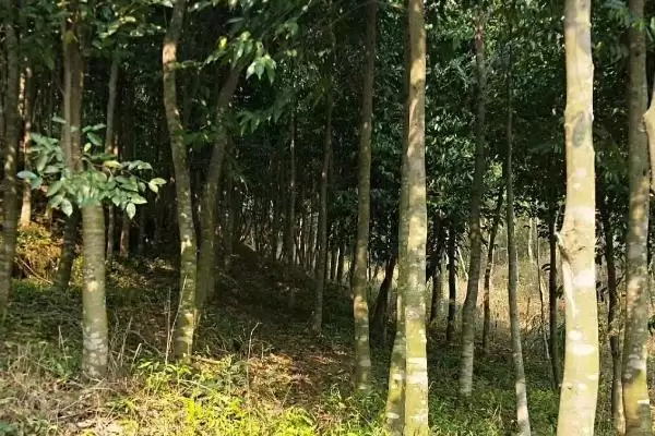 沉香树是一种怎样的植物呢,沉香树是什么植物插图7