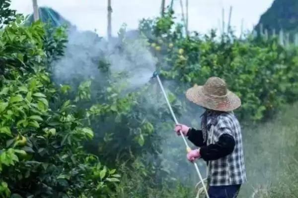 打除草剂后多久再打营养药呢,打除草剂多久再打营养药插图1 打除草剂后多久再打营养药呢,打除草剂多久再打营养药插图1