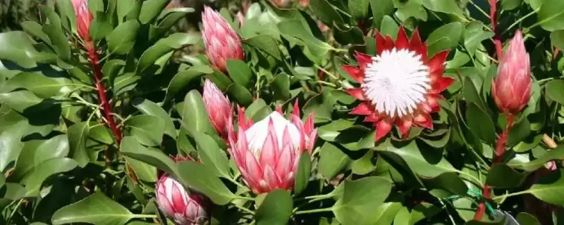 帝王花的养殖方法要点,帝王花的养殖方法需怎样的环境插图 帝王花的养殖方法要点,帝王花的养殖方法需怎样的环境插图