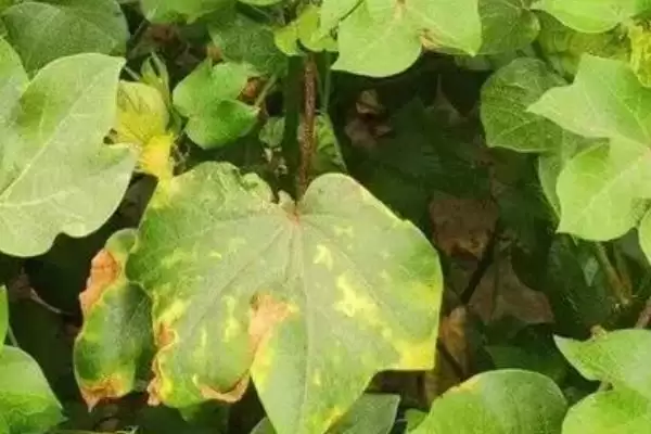 种植密大氮肥多等致棉花黄萎病发病原因解析插图2 种植密大氮肥多等致棉花黄萎病发病原因解析插图2