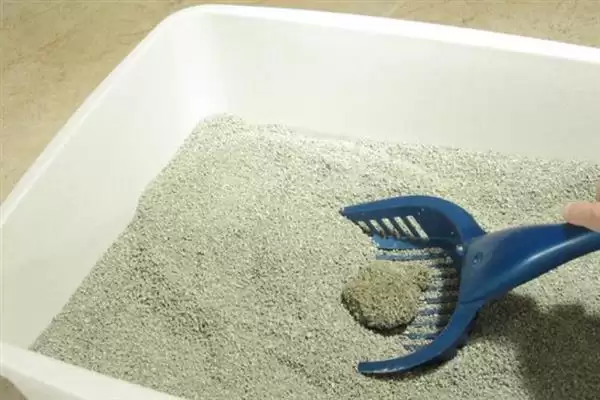 去除猫尿骚味选何吸味猫砂?插图2 去除猫尿骚味选何吸味猫砂?插图2