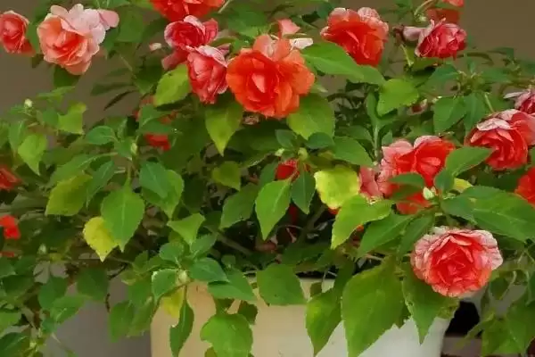 玻璃翠有没有毒及是否能养在家中,玻璃翠是否有毒插图3 玻璃翠有没有毒及是否能养在家中,玻璃翠是否有毒插图3