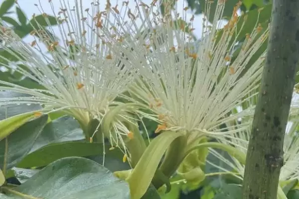 发财树开花可能性,发财树会不会达到一定树龄后开花插图2 发财树开花可能性,发财树会不会达到一定树龄后开花插图2