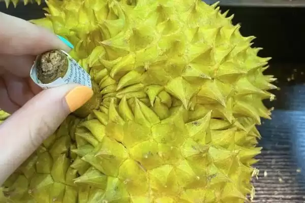 打开榴莲发现肉没熟怎么处理呢,打开榴莲发现肉没熟如何处理插图5 打开榴莲发现肉没熟怎么处理呢,打开榴莲发现肉没熟如何处理插图5