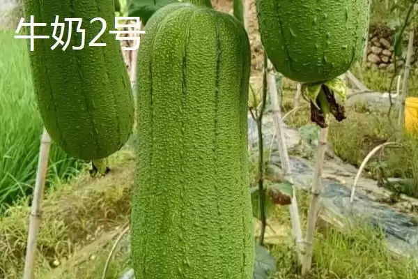 短棒形丝瓜品种种类,短棒形丝瓜品种有哪些常见的种类插图2 短棒形丝瓜品种种类,短棒形丝瓜品种有哪些常见的种类插图2