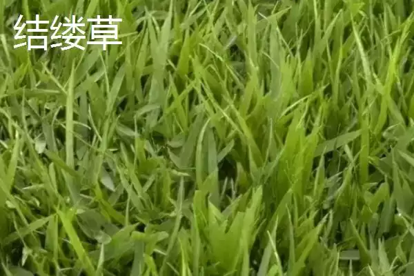 常见的草坪种子有哪些和介绍呢,常见的草坪种子插图3