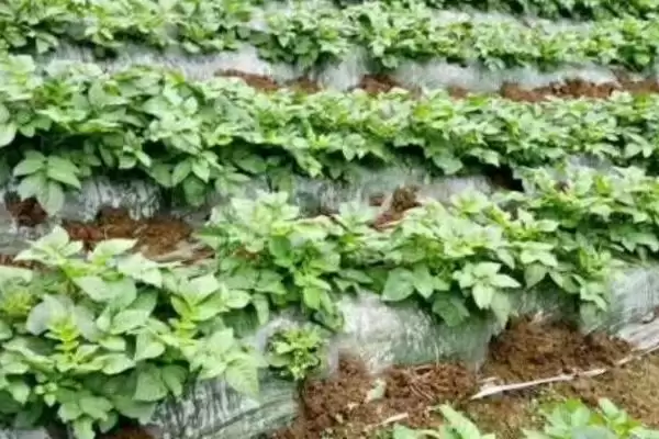 地膜土豆与胡萝卜套种技巧,地膜土豆与胡萝卜套种有哪些技巧插图3