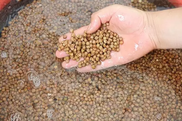 冬天大棚芹菜育苗时间,冬天大棚芹菜育苗在何时进行插图2 冬天大棚芹菜育苗时间,冬天大棚芹菜育苗在何时进行插图2