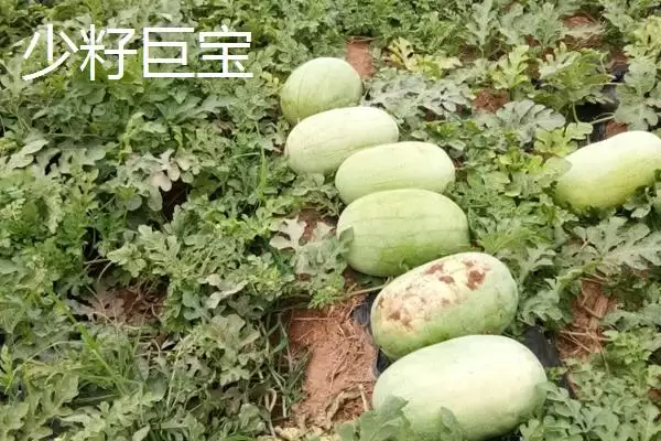 大型西瓜的品种种类介绍,大型西瓜品种有哪些最大可达多少插图5 大型西瓜的品种种类介绍,大型西瓜品种有哪些最大可达多少插图5