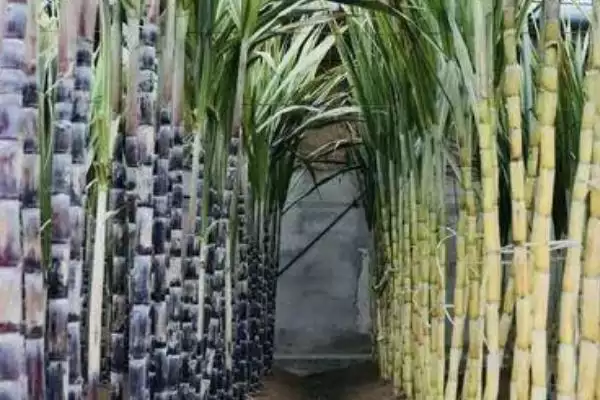 大棚甘蔗的种植方法有哪些呢,大棚甘蔗的种植方法插图3 大棚甘蔗的种植方法有哪些呢,大棚甘蔗的种植方法插图3
