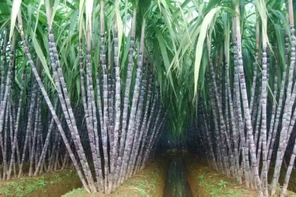 大棚甘蔗的种植方法有哪些呢,大棚甘蔗的种植方法插图2 大棚甘蔗的种植方法有哪些呢,大棚甘蔗的种植方法插图2