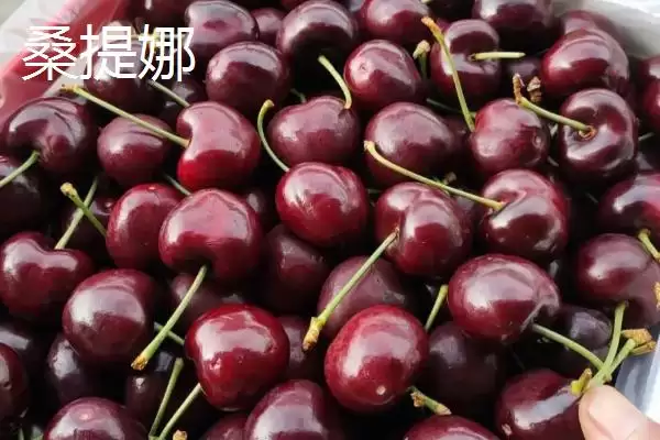 车厘子3j和4j分别代表什么呢,车厘子3j和4j代表的含义插图3 车厘子3j和4j分别代表什么呢,车厘子3j和4j代表的含义插图3