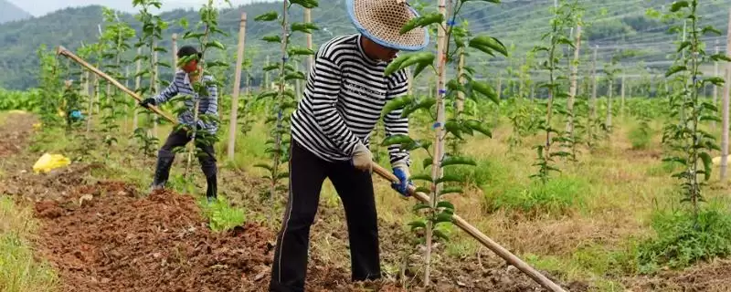 百香果施肥方式,百香果应如何进行施肥插图 百香果施肥方式,百香果应如何进行施肥插图