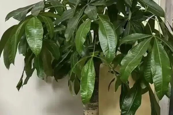 发财树的耐寒温度,发财树在零下几度的环境会被冻死插图2 发财树的耐寒温度,发财树在零下几度的环境会被冻死插图2
