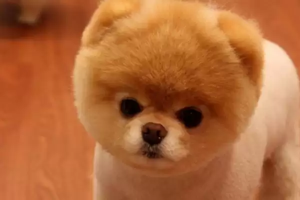哈多利系博美犬的价格多少,哈多利系博美犬价格几千至几万元不等吗插图1 哈多利系博美犬的价格多少,哈多利系博美犬价格几千至几万元不等吗插图1