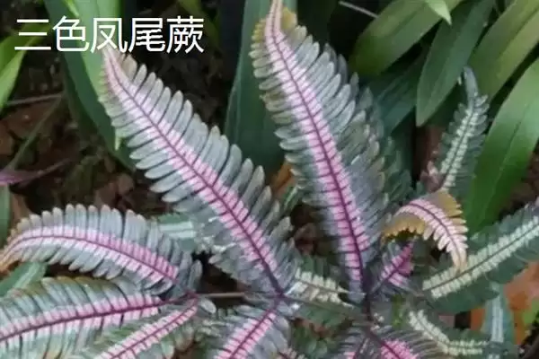 凤尾蕨与黑木蕨差异 ,凤尾蕨和黑木蕨有何区插图13 凤尾蕨与黑木蕨差异 ,凤尾蕨和黑木蕨有何区插图13