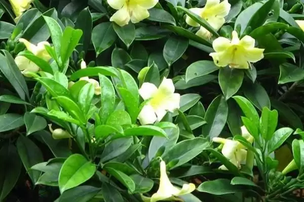 灰莉开花时间4-8月间开花,灰莉何时开花,固定这个时段吗?插图1 灰莉开花时间4-8月间开花,灰莉何时开花,固定这个时段吗?插图1