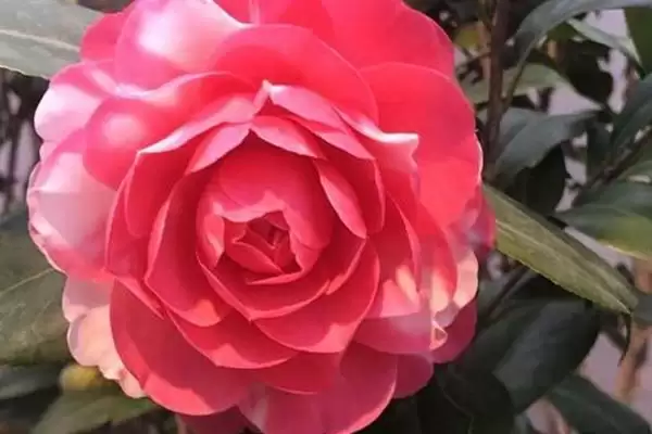 大花茶花品种花径达15厘米有谁,花朵大的茶花品种,哪些品种花径较大?插图4 大花茶花品种花径达15厘米有谁,花朵大的茶花品种,哪些品种花径较大?插图4