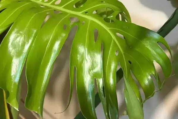 龟背竹叶子卷起来是为啥,龟背竹叶子卷因光照过强或温度偏低吗插图4
