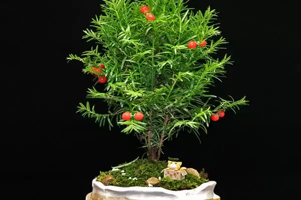 红豆杉叶子发黄干枯是为啥呢,红豆杉叶子发黄干枯因缺水或环境突变等吗插图5