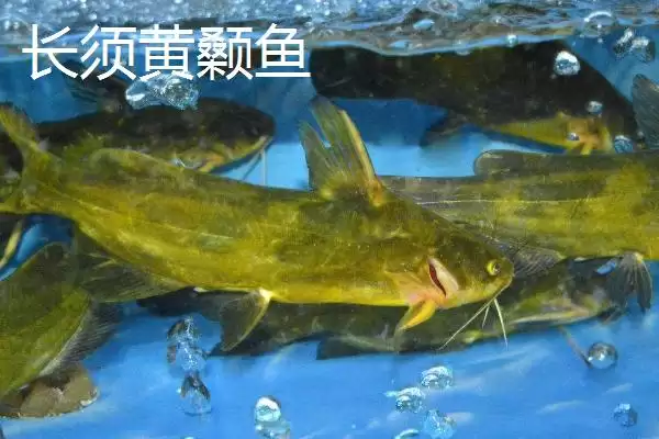 黄颡鱼价格问零售价12-20元,黄颡鱼的价格,这个价格范围对吗?插图5 黄颡鱼价格问零售价12-20元,黄颡鱼的价格,这个价格范围对吗?插图5