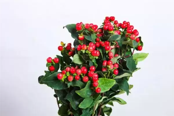 红果金丝桃的花语有啥寓意,红果金丝桃花语寓意娇媚诱惑、迷信等吗插图5 红果金丝桃的花语有啥寓意,红果金丝桃花语寓意娇媚诱惑、迷信等吗插图5