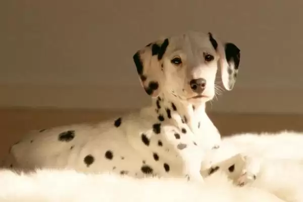 狗狗眼睛白内障啥症状,狗狗眼睛白内障会步履蹒跚、看不清东西吗插图2 狗狗眼睛白内障啥症状,狗狗眼睛白内障会步履蹒跚、看不清东西吗插图2