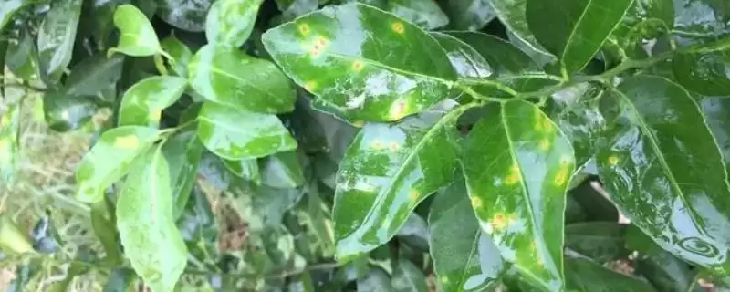 柑橘常见病虫害种类 ,柑橘有哪些常见的病虫害类型插图 柑橘常见病虫害种类 ,柑橘有哪些常见的病虫害类型插图