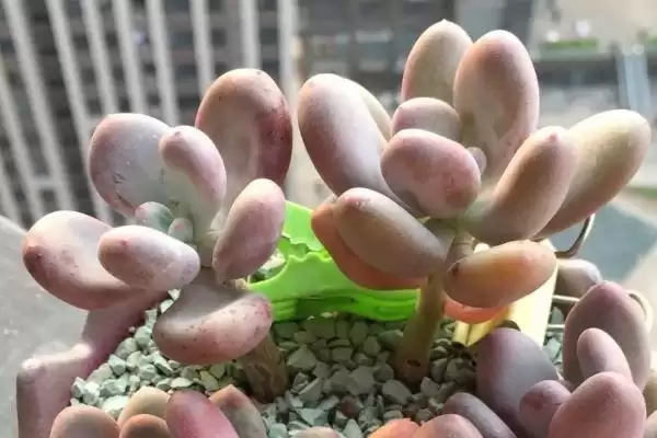 刚种好多肉浇水问题 ,刚种好的多肉要不要进行浇水插图3 刚种好多肉浇水问题 ,刚种好的多肉要不要进行浇水插图3