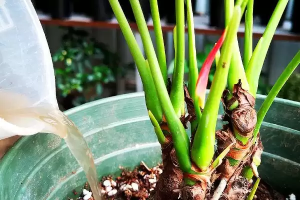红掌有什么特点和特性呢,红掌最佳生长温度在16-24℃是其特点吗插图1