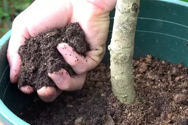 桂花僵苗应该如何解决呢,桂花僵苗需及时换盆和保持充足光照吗插图4 桂花僵苗应该如何解决呢,桂花僵苗需及时换盆和保持充足光照吗插图4
