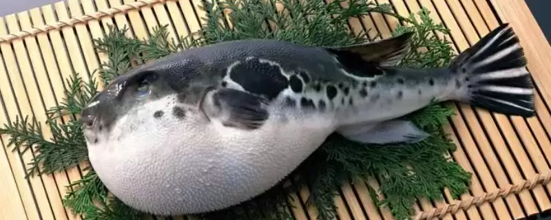 河豚属于淡水鱼还是海鱼呢,河豚为暖水性海洋底栖鱼类这一说法对吗插图 河豚属于淡水鱼还是海鱼呢,河豚为暖水性海洋底栖鱼类这一说法对吗插图