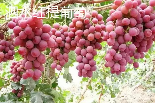 甘肃省武威市水果特产 ,甘肃省武威市有哪些特色的水果特插图2 甘肃省武威市水果特产 ,甘肃省武威市有哪些特色的水果特插图2