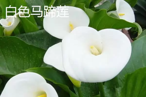 家里不养马蹄莲污染环境易生病害,家里不能养马蹄莲的原因,是这样吗?插图5 家里不养马蹄莲污染环境易生病害,家里不能养马蹄莲的原因,是这样吗?插图5