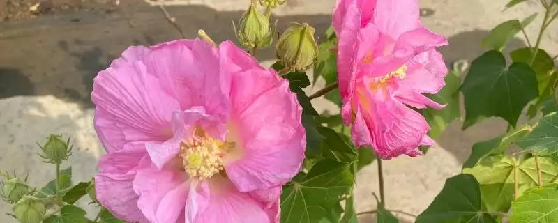 芙蓉花毒性情况 ,芙蓉花是一种有毒的植物还是无毒-会东网