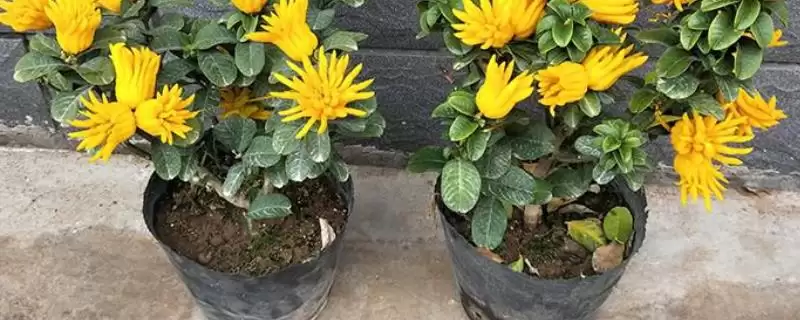 佛手种植注意事项 ,佛手种植过程中有哪些需要注意插图 佛手种植注意事项 ,佛手种植过程中有哪些需要注意插图